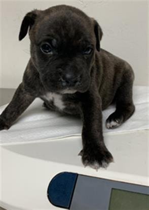 *LOLO - Pit Bull Terrier available for adoption