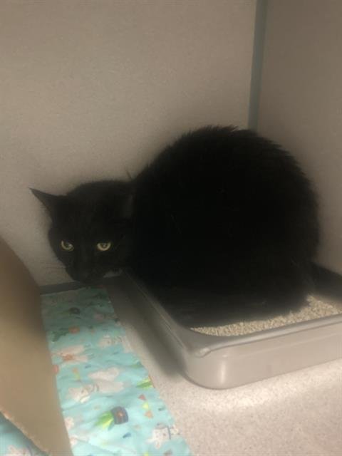 A1241850 - Domestic Short Hair available for adoption