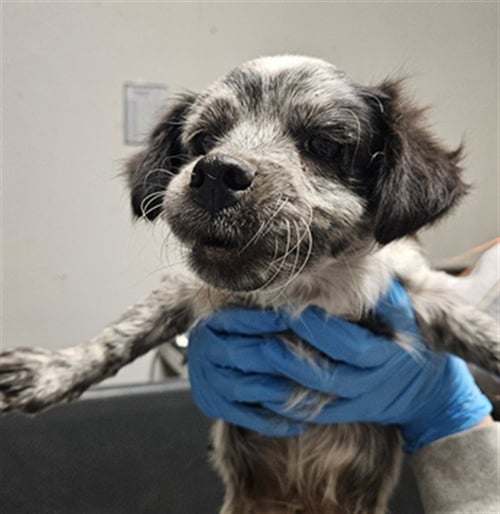 A1259876 - Chihuahua available for adoption