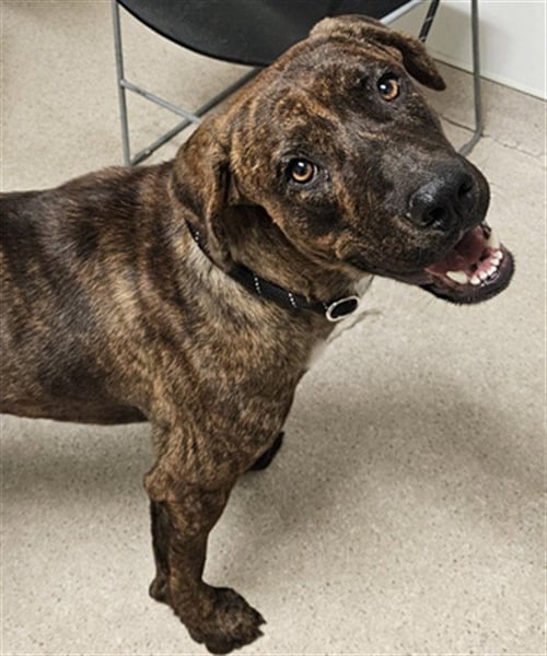 *DUG - Mastiff available for adoption