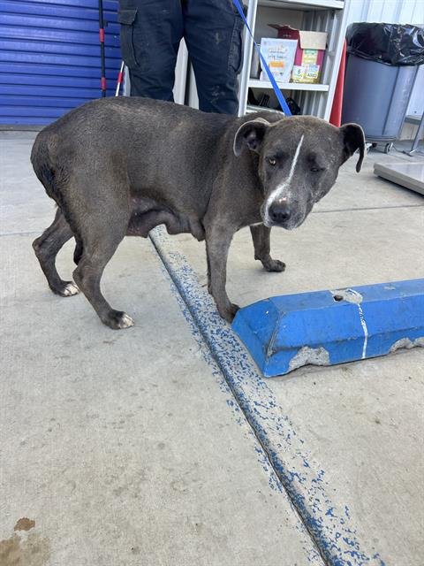 *PENNY - Pit Bull Terrier available for adoption