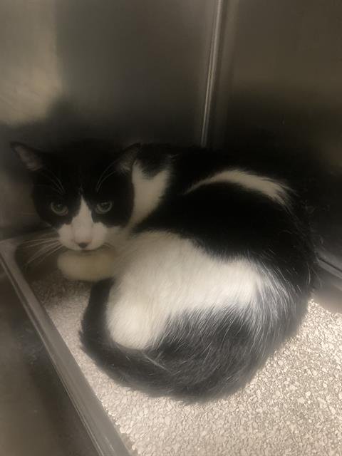 A1241841 - Domestic Short Hair available for adoption