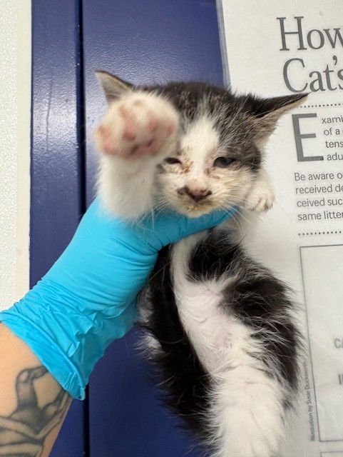 A1238205 - Domestic Short Hair available for adoption