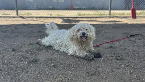 *AUSTIN - Poodle (Toy) available for adoption