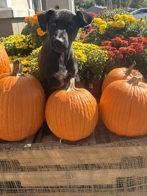 *ANDROMEDA - Pit Bull Terrier available for adoption