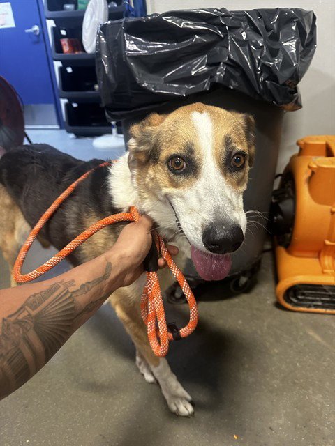 *ROGUE - Collie available for adoption