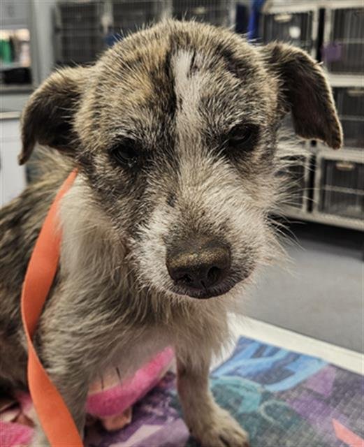 *LITTLE FOOT - Chihuahua available for adoption