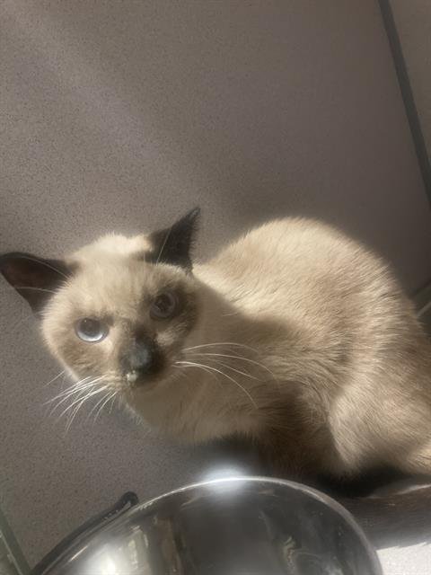 A1241854 - Domestic Short Hair available for adoption