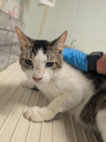 *TUCKER - Domestic Short Hair for adoption in Bakersfield