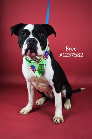 *BREE - Pit Bull Terrier available for adoption