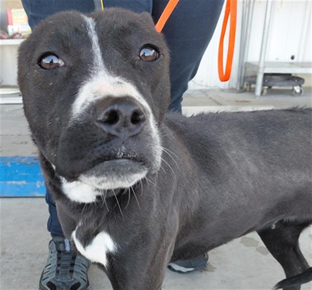 RASCAL - Pit Bull Terrier available for adoption