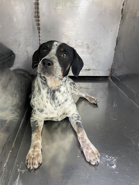 CHILLON - Queensland Heeler available for adoption