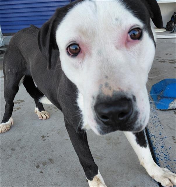 WHITEFACE - Pit Bull Terrier available for adoption