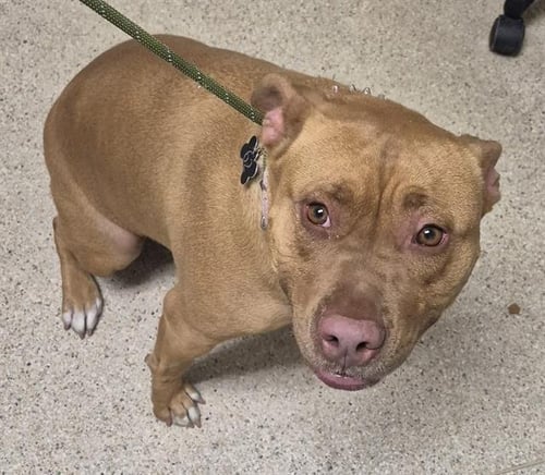 LYLLA - Pit Bull Terrier available for adoption