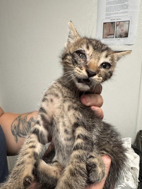 *CHAD - Domestic Short Hair available for adoption