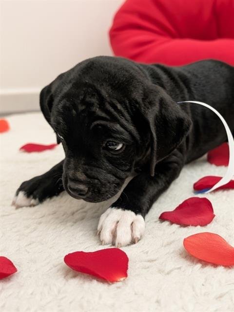 *MILO - Pit Bull Terrier available for adoption