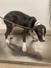 DOG 7 - Photo 1