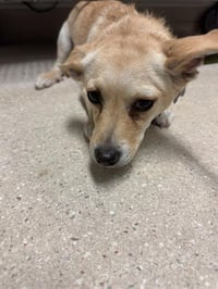 * PRINCESS CELESTIA - Photo 1