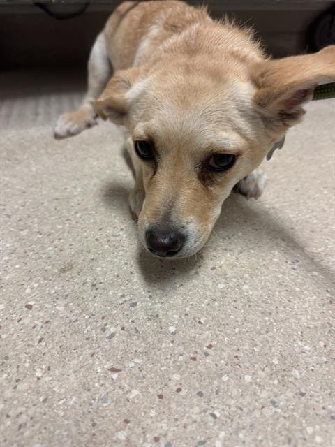 * PRINCESS CELESTIA - Chihuahua available for adoption