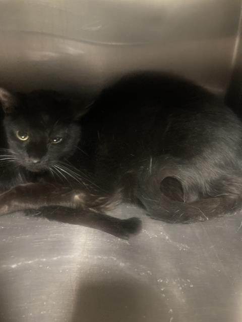 A1241838 - Domestic Short Hair available for adoption