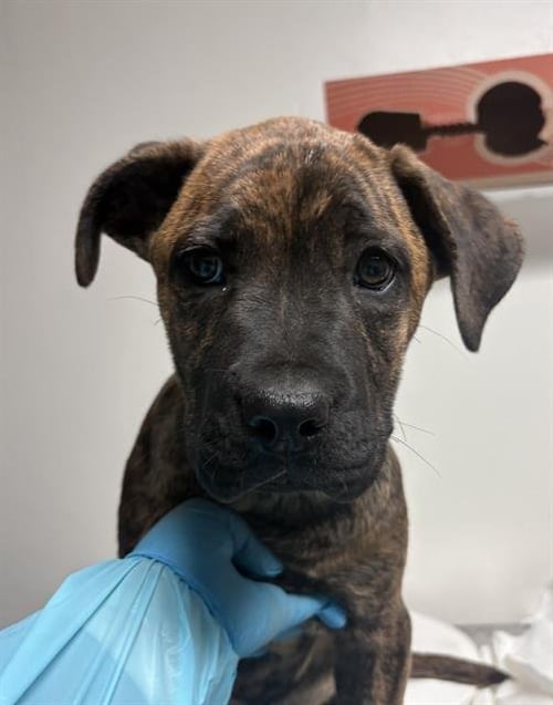 *JANE - Mastiff available for adoption