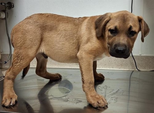 *WALLY - German Shepherd Dog / Pit Bull Terrier available for adoption