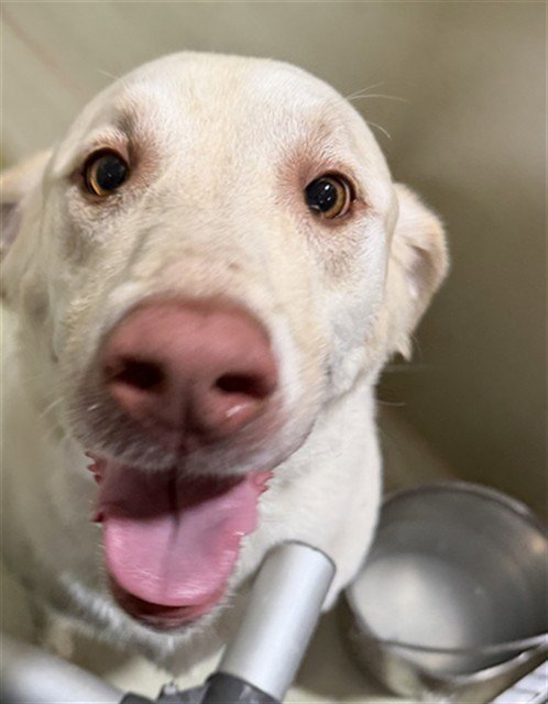 BO MARLEY - Labrador Retriever available for adoption