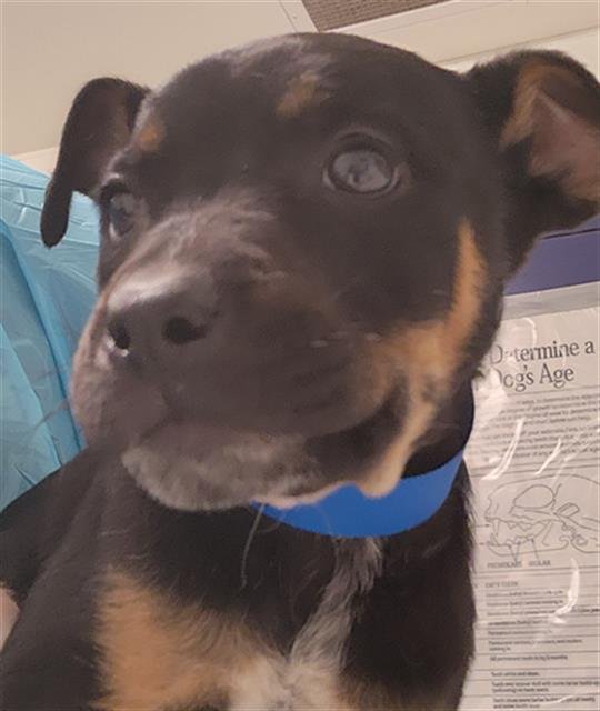 *CHARLIE - German Shepherd Dog available for adoption