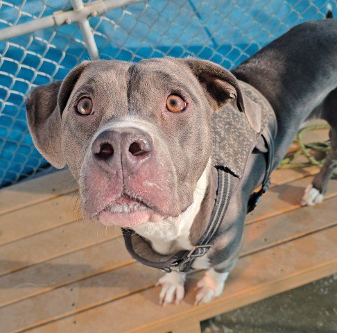 *SARAH - Pit Bull Terrier available for adoption