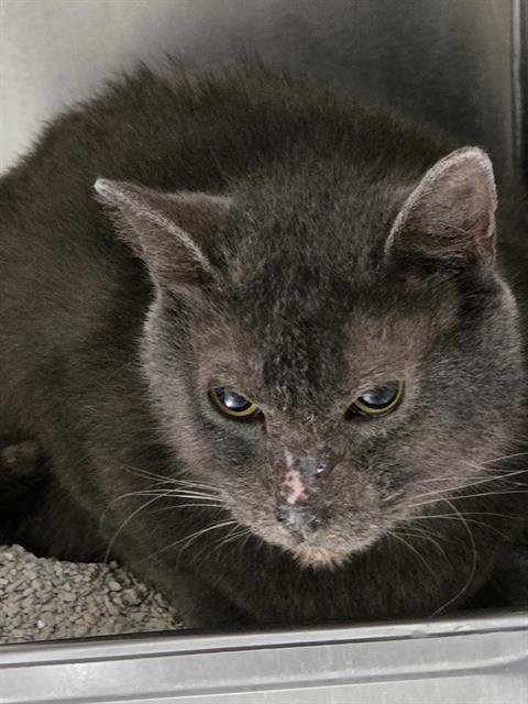 A1240202 - Domestic Short Hair available for adoption