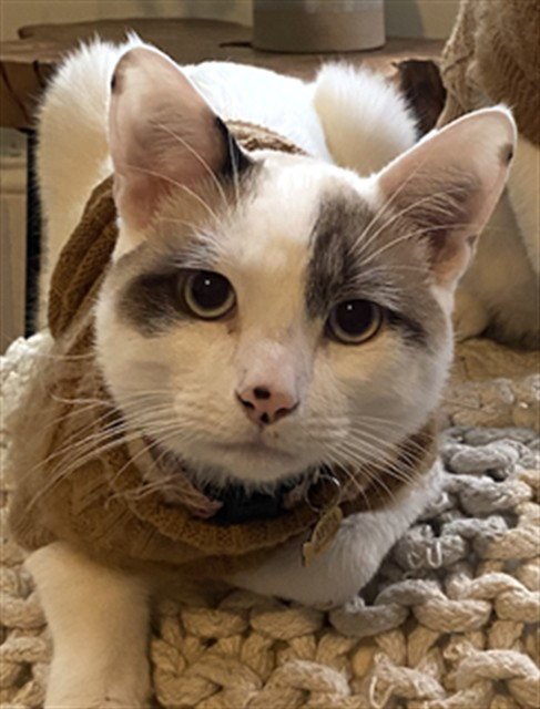 APPA - Domestic Short Hair available for adoption