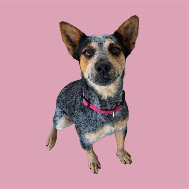 *BOOTS - Queensland Heeler available for adoption