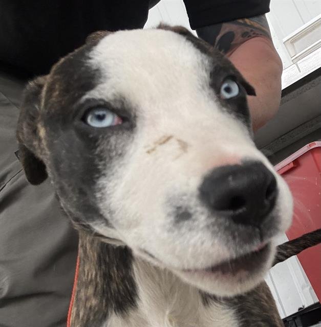 A1239132 - Pit Bull Terrier available for adoption