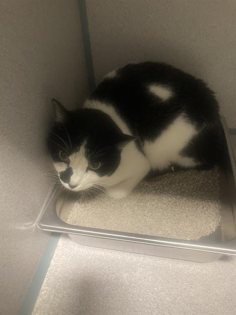 A1241853 - Domestic Short Hair available for adoption