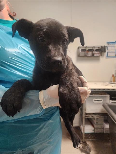 *ARWEN - Dutch Shepherd available for adoption