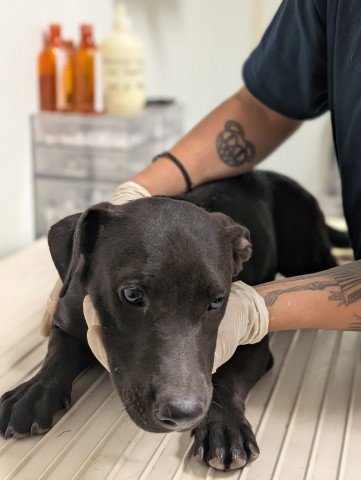 PUP 14 - Pit Bull Terrier available for adoption
