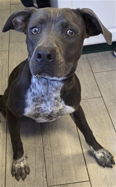 *NIKKI - Pit Bull Terrier available for adoption