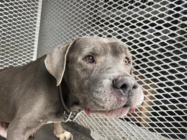 A1238715 - Pit Bull Terrier available for adoption