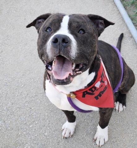 BUDDY - Pit Bull Terrier available for adoption