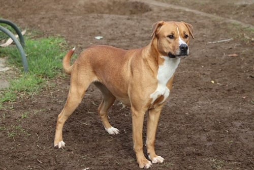 *JAN - Pit Bull Terrier for adoption in Bakersfield
