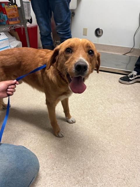 *TUCKER - Collie available for adoption