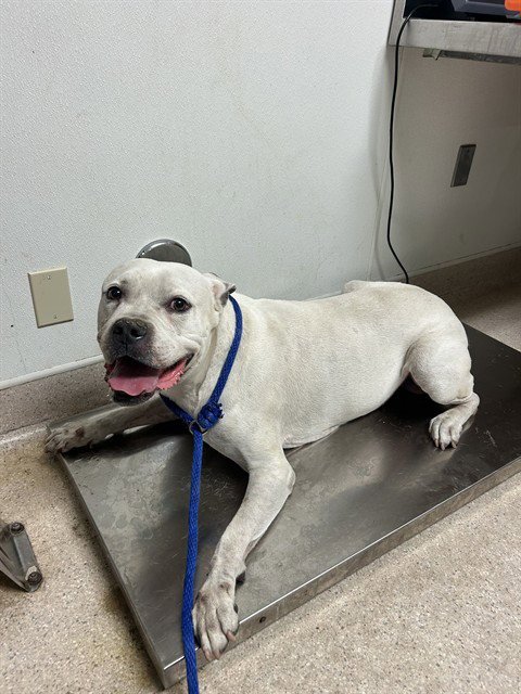 *BEAU - Pit Bull Terrier available for adoption