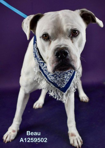 *BEAU - Pit Bull Terrier available for adoption