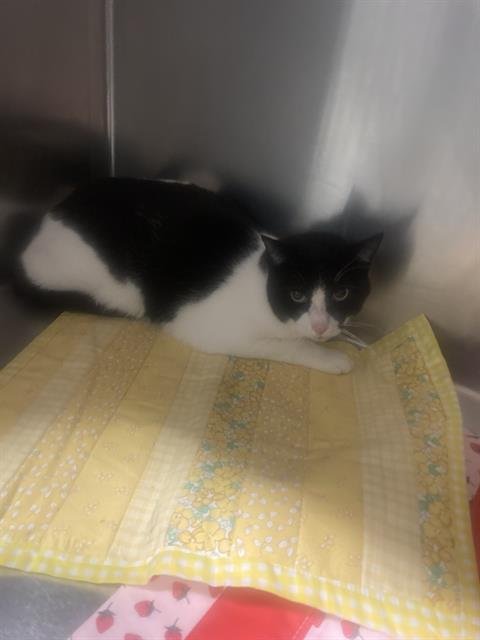 A1241849 - Domestic Short Hair available for adoption