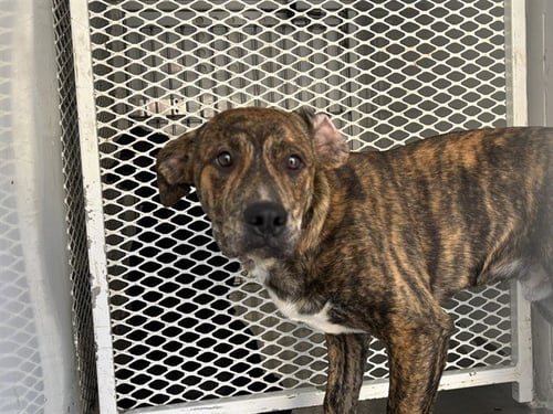 BIGGIE - Pit Bull Terrier available for adoption
