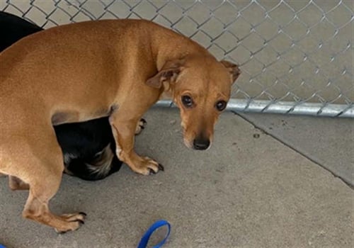 CHAN - Chihuahua available for adoption