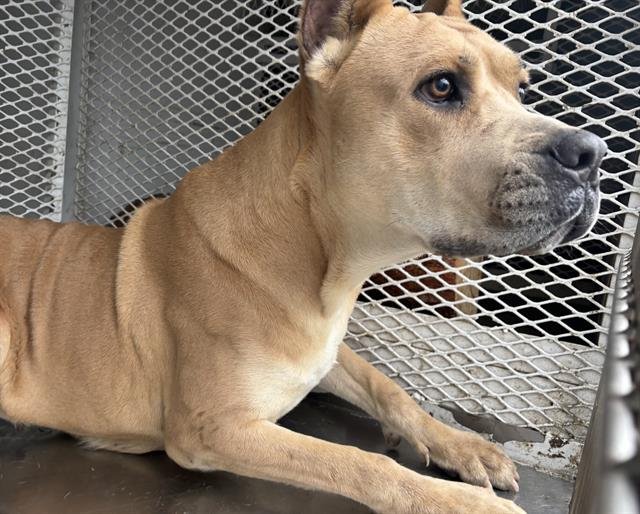 *ANGEL - Cane Corso Mastiff available for adoption