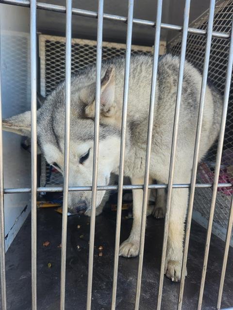 *OCTAVIA - Husky available for adoption