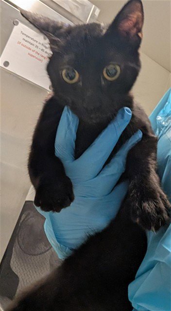 A1258344 - Domestic Short Hair available for adoption