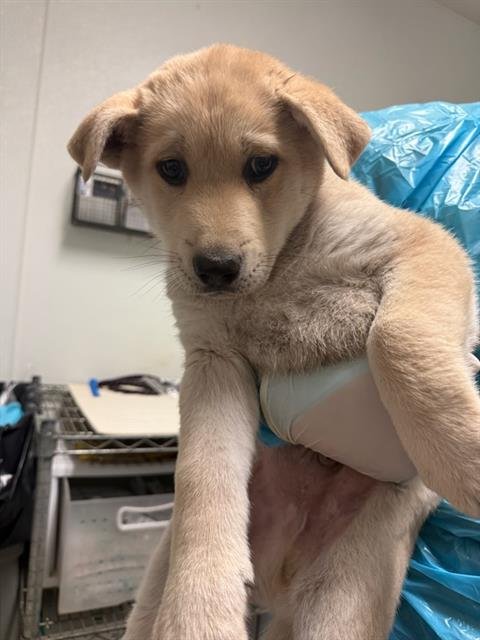 *BUDDERBALL - Husky / Labrador Retriever available for adoption